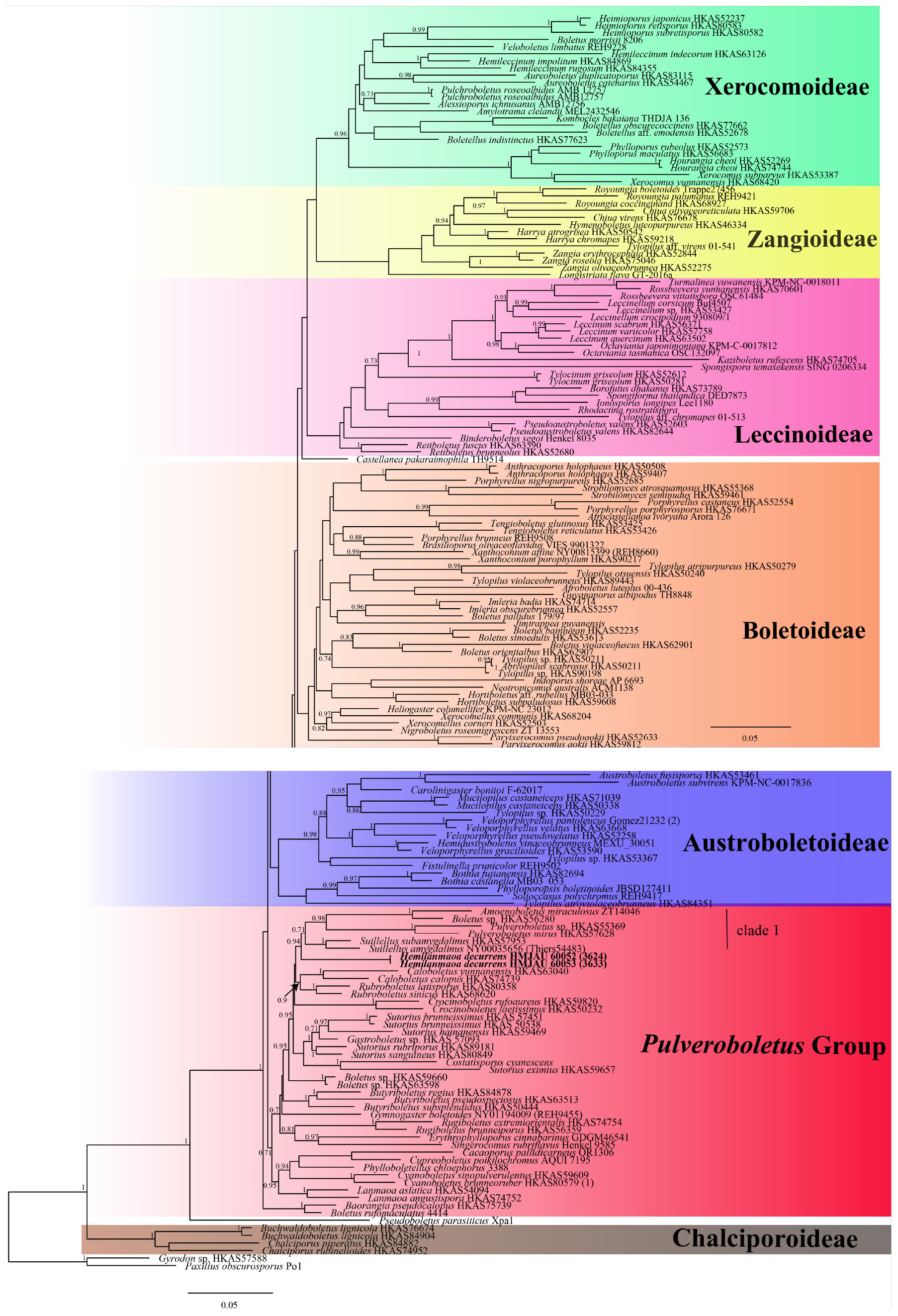 Boletaceae in China: Taxonomy and phylogeny reveal a new genus, two new species, and a new record
